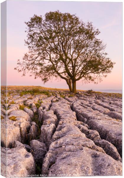 Lone tree and North Yorkshire rocks Canvas Print by Daugirdas Racys
