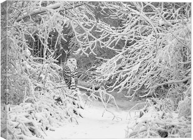 Snowy Owl in woods Canvas Print by Kenneth Dear