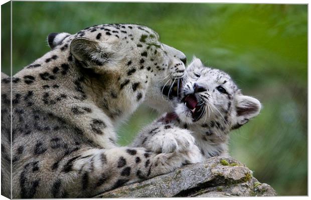 Snow leopard and cub Canvas Print by Kenneth Dear