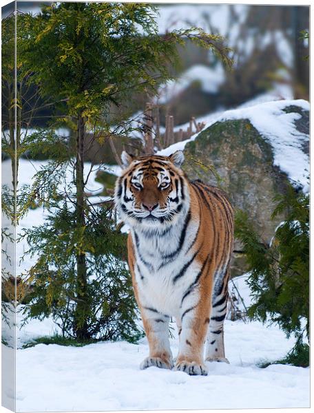 Amur tiger in snow Canvas Print by Kenneth Dear