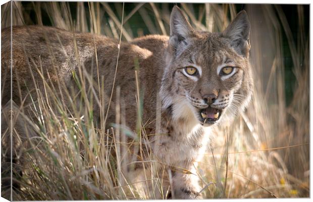 Eurasian Lynx Canvas Print by Kenneth Dear