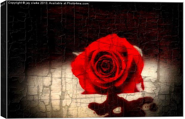 blood rose Canvas Print by jay clarke