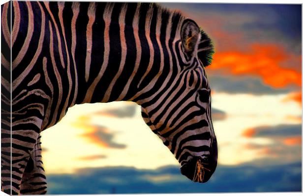 zebra at sunset Canvas Print by jay clarke