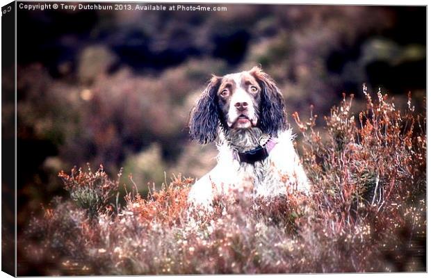 Spaniel in the heather Canvas Print by Terry Dutchburn