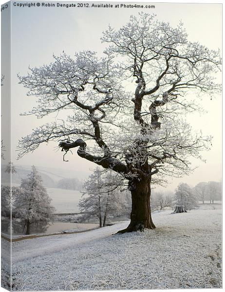 Hoar Frost in Chatsworth Park Canvas Print by Robin Dengate