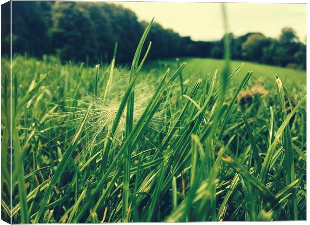 A wish in the grass Canvas Print by carolann walker
