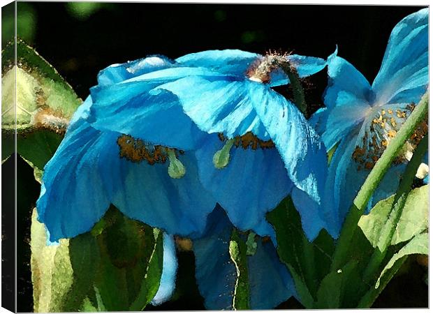 Blue Poppies Canvas Print by Amanda Moore