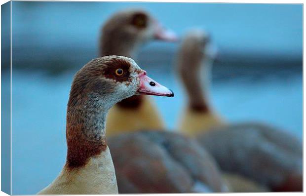 Christmas goose Canvas Print by Nadine Wood