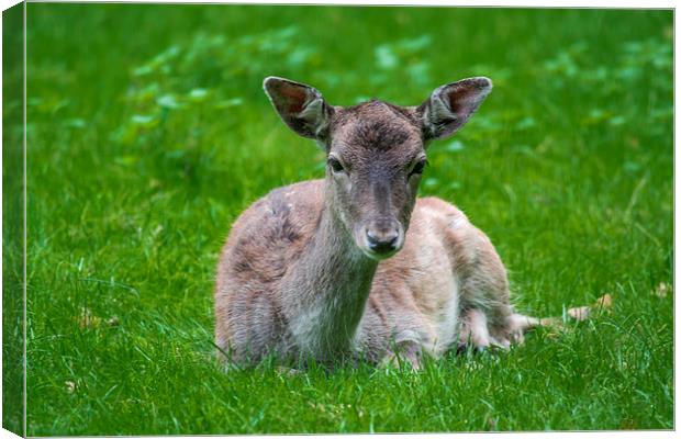  Baby fawn Canvas Print by Marina Otto