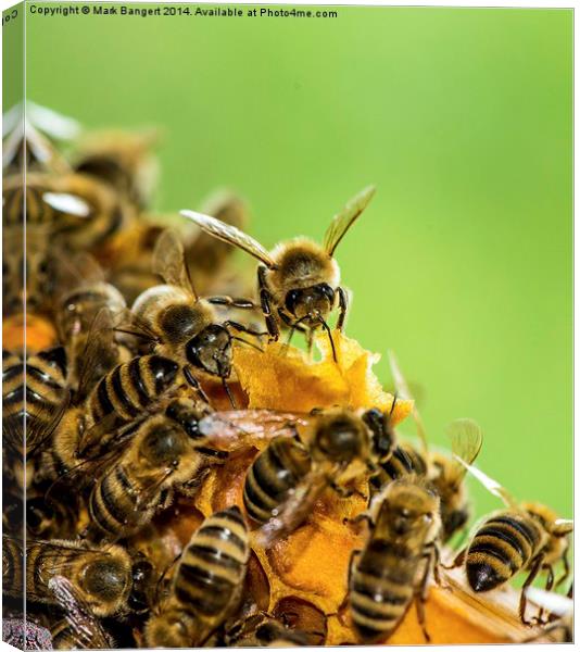 Busy Bees Canvas Print by Mark Bangert