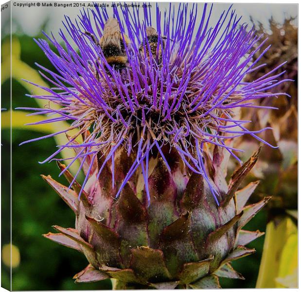 Bees on a thistle Canvas Print by Mark Bangert