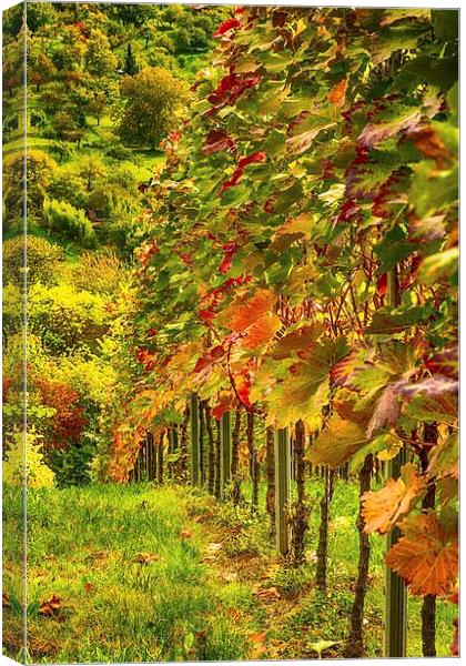 Autumn Vines Canvas Print by Mark Bangert