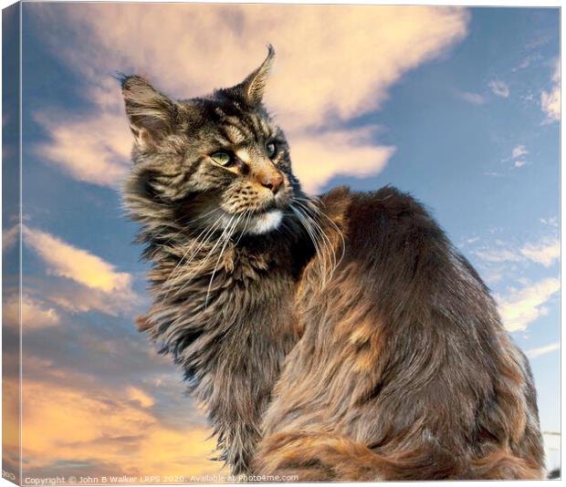 Maine Coon Cat posing in the Sunset Canvas Print by John B Walker LRPS