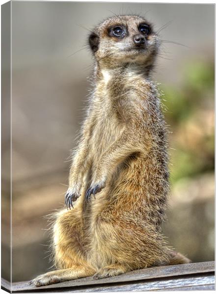Meerkat on A Hot Tin Roof 2 Canvas Print by Mike Gorton