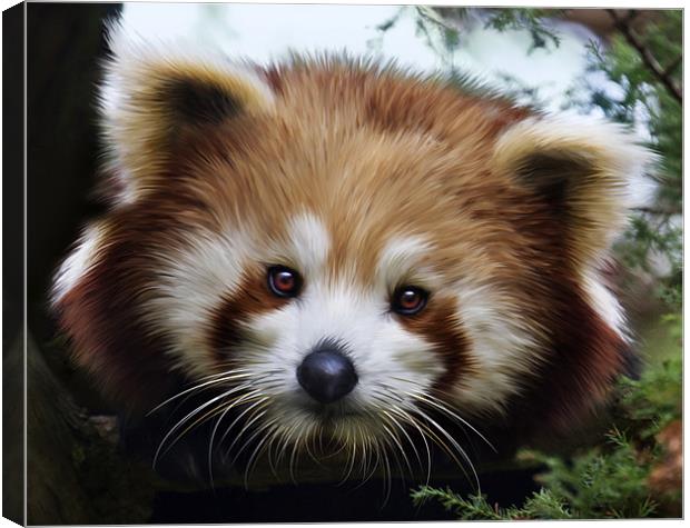 Red Panda, (Ailurus fulgens, or shining-cat) Canvas Print by Mike Gorton