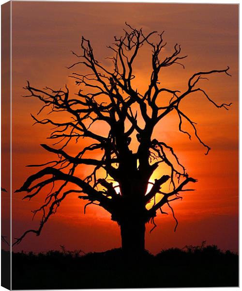Lone Sunset Tree Canvas Print by Mike Gorton