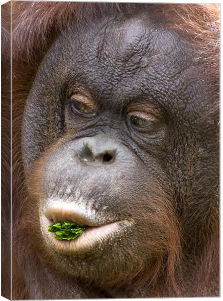 Orangutan Canvas Print by Mike Gorton