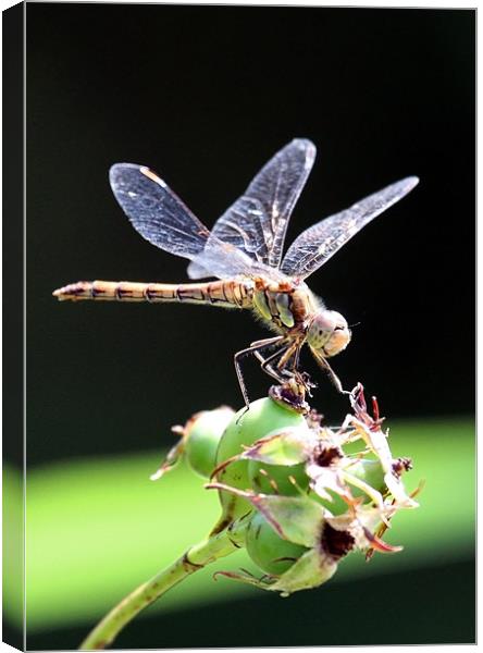 Dragon Fly Sympetrum striolatum - Common Darter Canvas Print by Mike Gorton