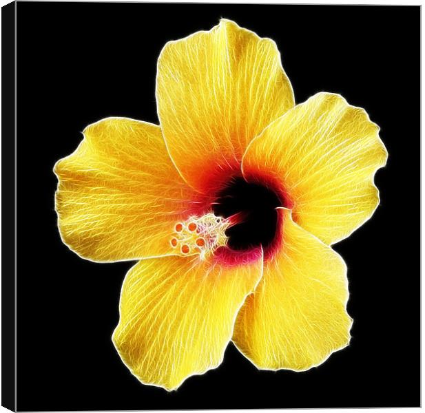 Electric Hibiscus Canvas Print by Mike Gorton