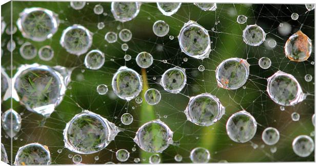 Spiders Web adorned with water droplets Canvas Print by Mike Gorton