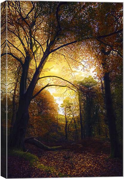 Autumn Glow in The Forest Canvas Print by Mike Gorton