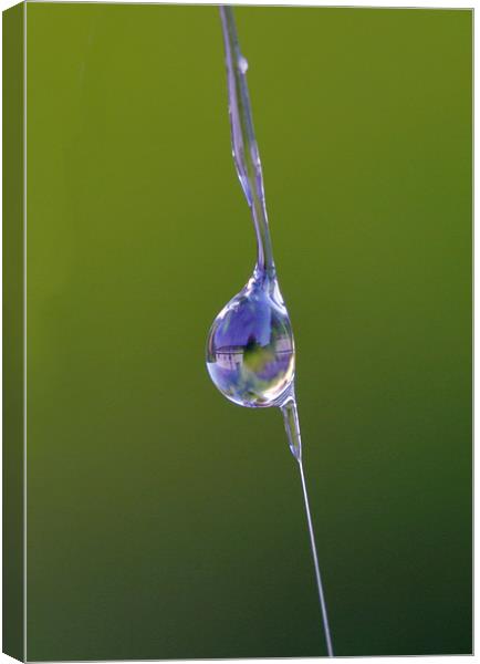 Water Droplet on Spider’s Web Canvas Print by Mike Gorton