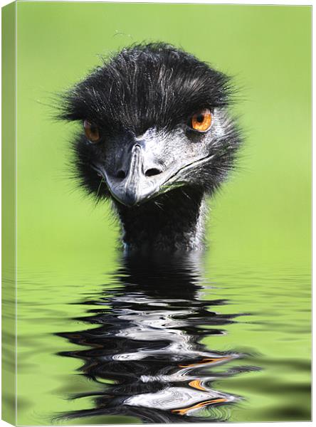 Emu Keeping Head Above Water Canvas Print by Mike Gorton