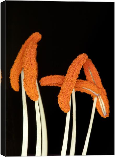 Orange Lily Stamen Canvas Print by Mike Gorton