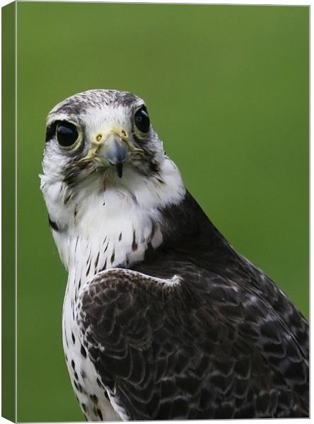 Peregrine Falcon Canvas Print by Mike Gorton