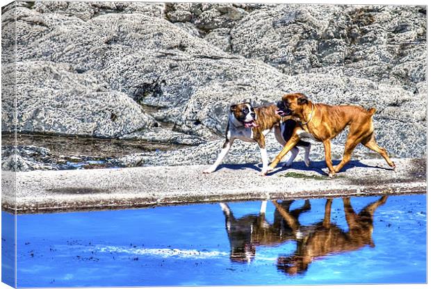 Playful Boxer Dogs on a Beach Canvas Print by Mike Gorton