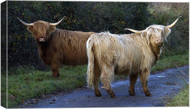 Highland Cows Canvas Print by Mike Gorton