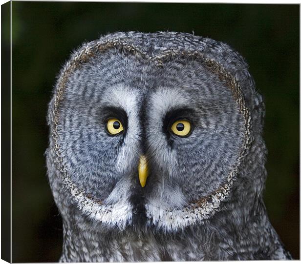 Great Grey Owl Canvas Print by Mike Gorton