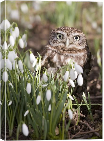 Little Owl and Snowdrops Canvas Print by Mike Gorton
