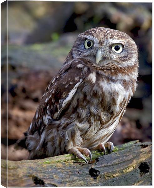 Little Owl Canvas Print by Mike Gorton