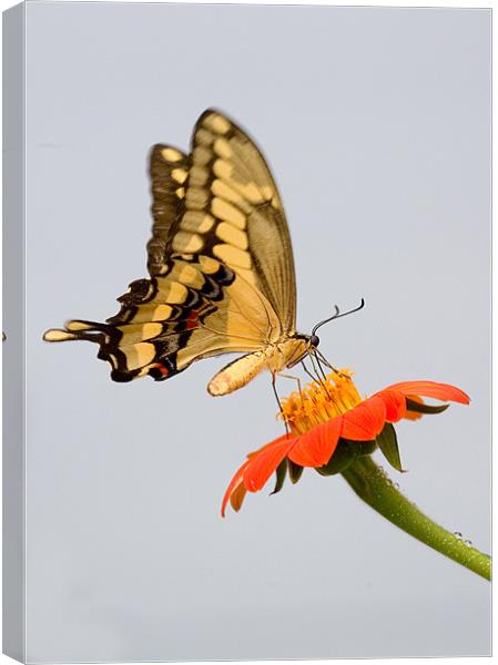 Eastern Tiger Swallowtail Butterfly Canvas Print by Mike Gorton