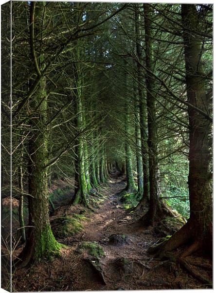 Devon Forest Pathway Canvas Print by Mike Gorton