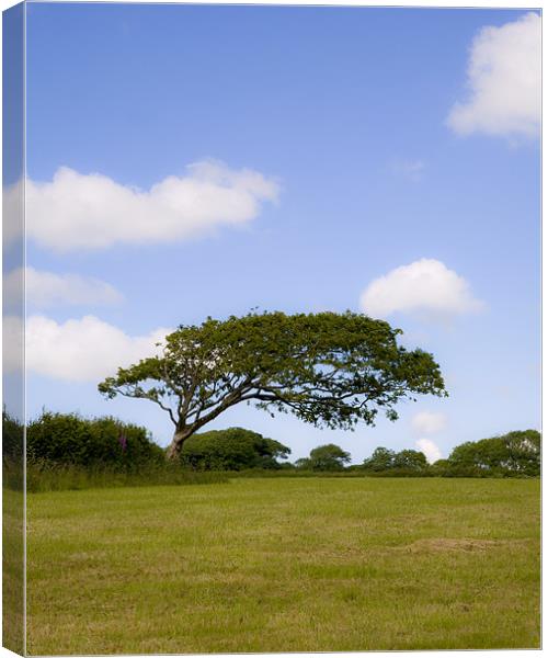 The Windswept Tree Canvas Print by Mike Gorton