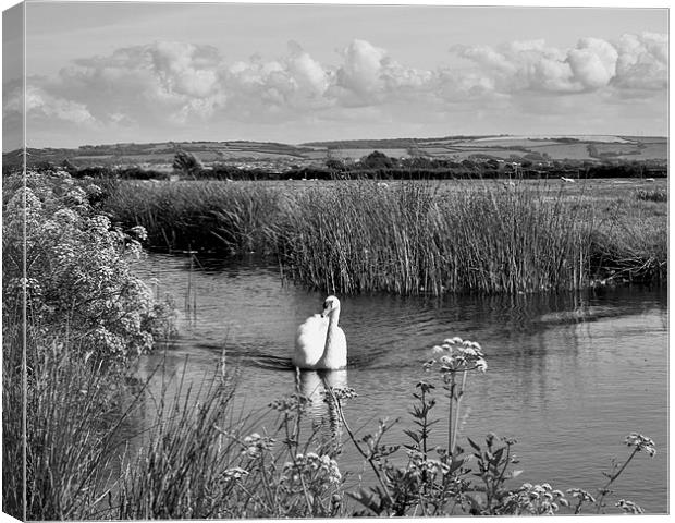 Swan on The Burrows Canvas Print by Mike Gorton