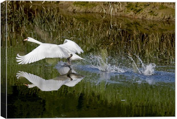 White Swan taking off Canvas Print by Mike Gorton