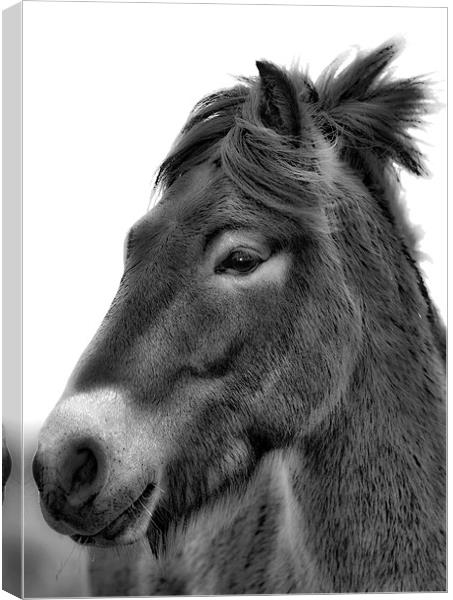 Exmoor Pony Canvas Print by Mike Gorton