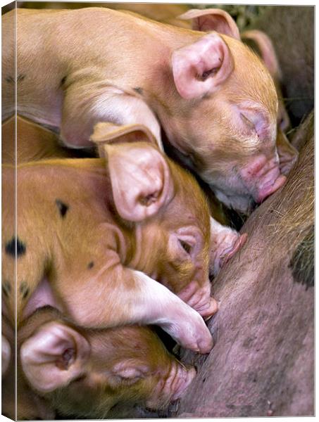 Piglets suckling Canvas Print by Mike Gorton