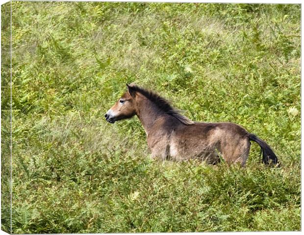 Exmoor pony on the run Canvas Print by Mike Gorton