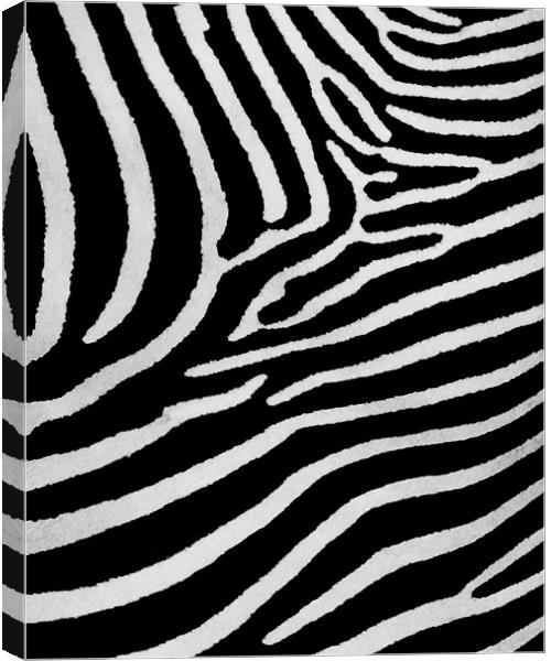 Zebra skin Canvas Print by Mike Gorton