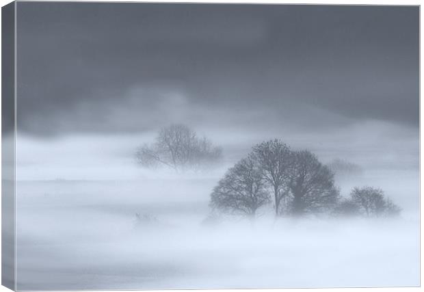 Misty Trees Canvas Print by Mike Gorton