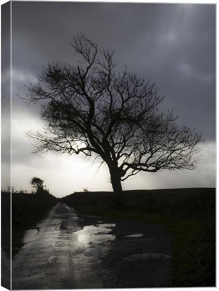 The Tree Canvas Print by Mike Gorton