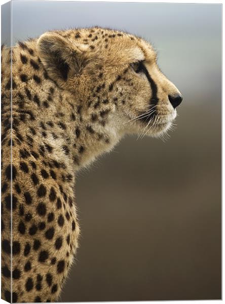 Cheetah Canvas Print by Mike Gorton