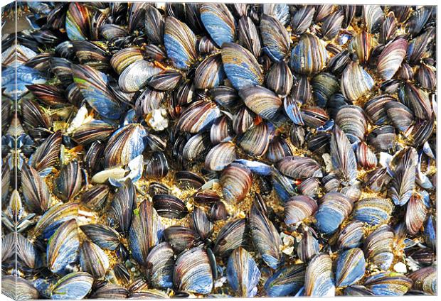 Mussels Canvas Print by Mike Gorton