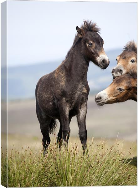 Curious Exmoor Pony Foals Canvas Print by Mike Gorton