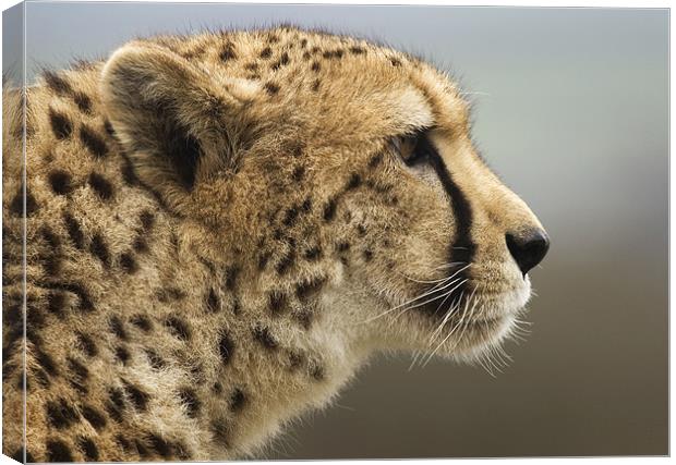 Cheetah Head profile Canvas Print by Mike Gorton