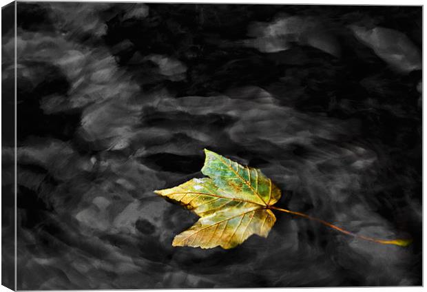 Autumn Leaf Canvas Print by Mike Gorton